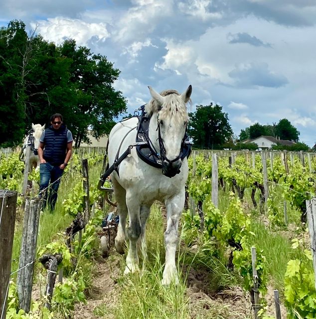 Wine Exploration at Château Labrie St Emilion Grand Cru - Key Points