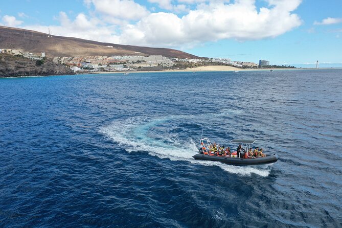 1.5-Hour Dolphin and Whale Watching Tour - Tour Overview