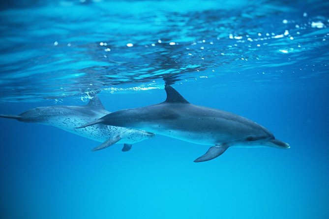 2-Hour Dolphin and Whale Watching in Gran Canaria - Tour Details