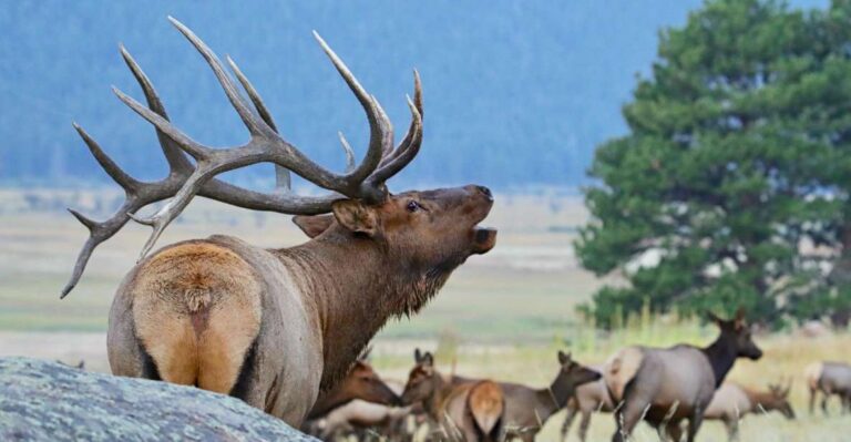 3/4 Day RMNP Mtn to SkyBear Lake Rd Tour-RMNPhotographer