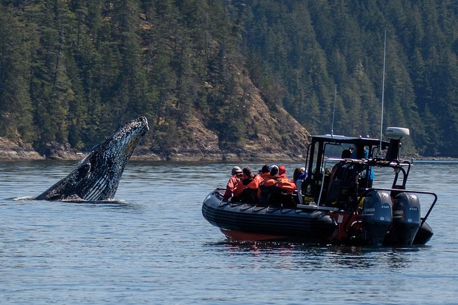 4 Hour Afternoon Whale Watching Tour - Whats Included