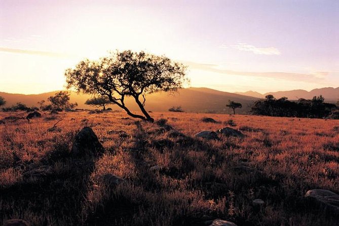 Adelaide to Coober Pedy 7-Day Small Group 4WD Eco Safari - Tour Overview and Highlights