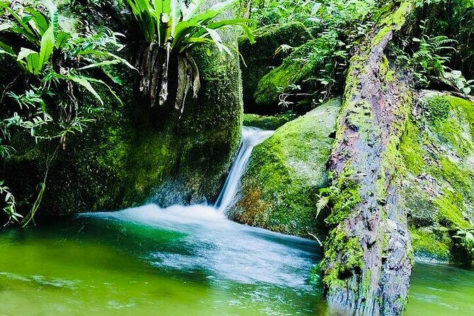 Affordable Return Mossman Gorge From Port Douglas Transfers