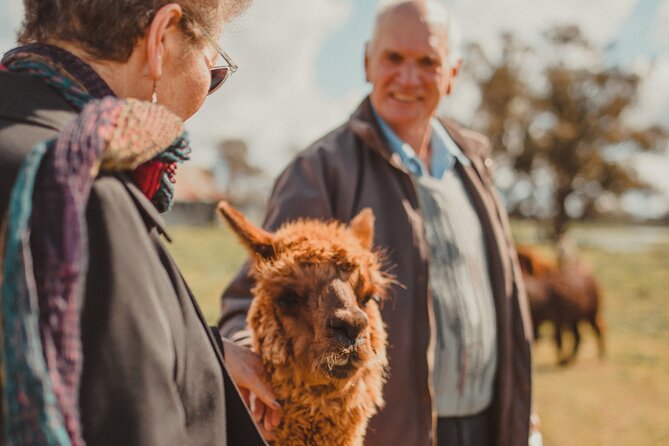 Alpaca Meet and Greet Experience in Tomingley