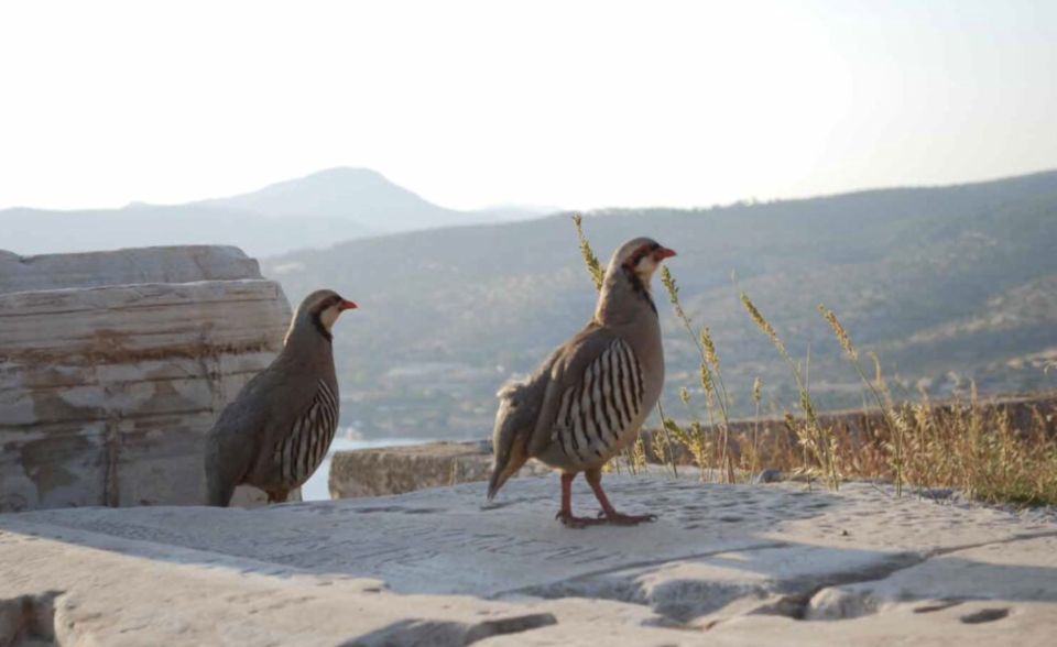 Athens: Cape Sounion & Poseidon Sunset Coastline Tour - Tour Details