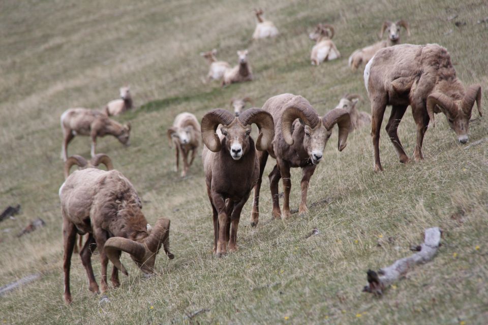 Banff: Highlights and Wildlife Group Tour - Tour Details