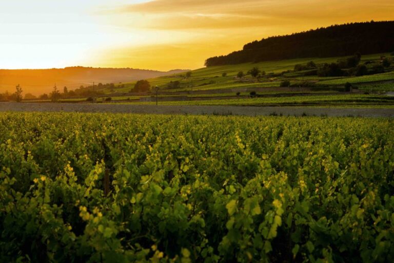 Beaune: Wine Tasting at Pommard Castle