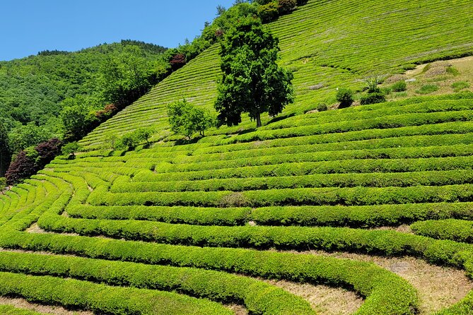 Boseong Tea Plantation & Suncheon National Garden[Train+Bus]