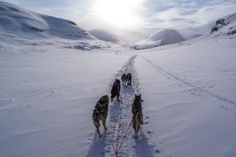 Bozeman: 6 Day Yellowstone Winter Wonderland Tour