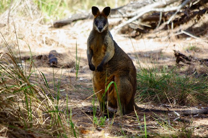 Byron Bay Hinterland Tour Including Rainforest Walk to Minyon Falls