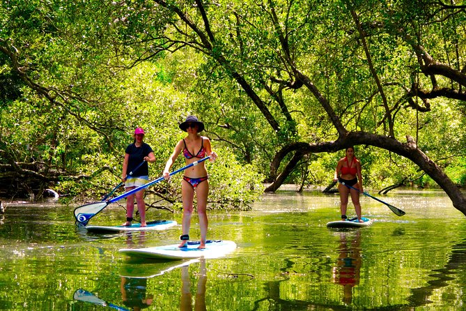 Byron Stand Up Paddle Nature Tour - Discover Cape Byron Marine Park