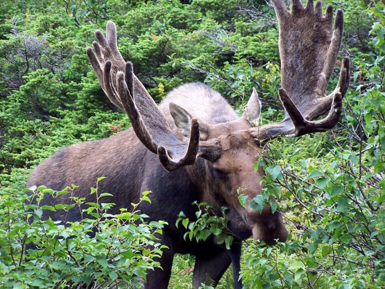 Canmore: 4-Hour Banff Park Safari Drive & Nature Walk