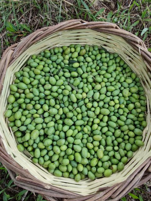 Chania: Full Moon Olive Harvest