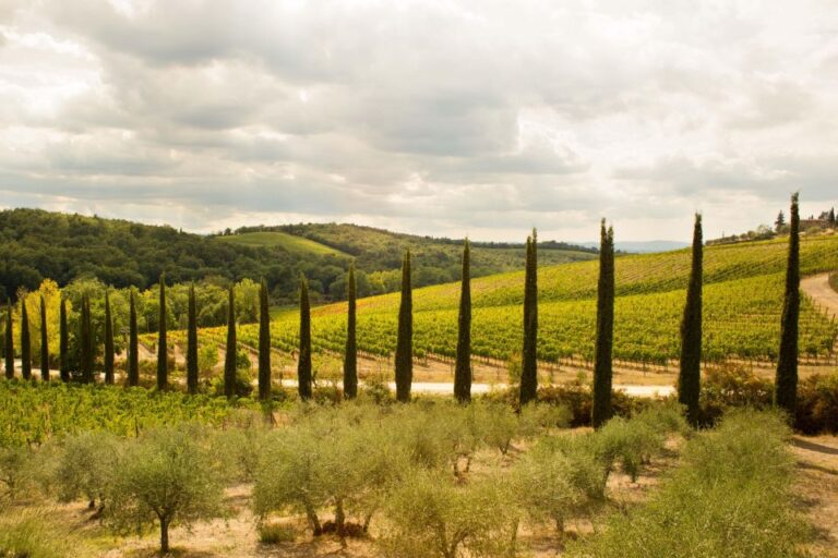 Chianti Classico and Super Tuscan Wine Tour