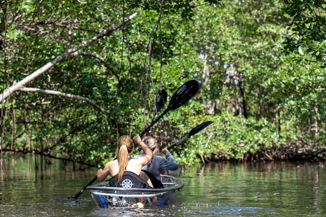 Clear Kayak Tour in North Miami Beach – Mangrove Tunnels