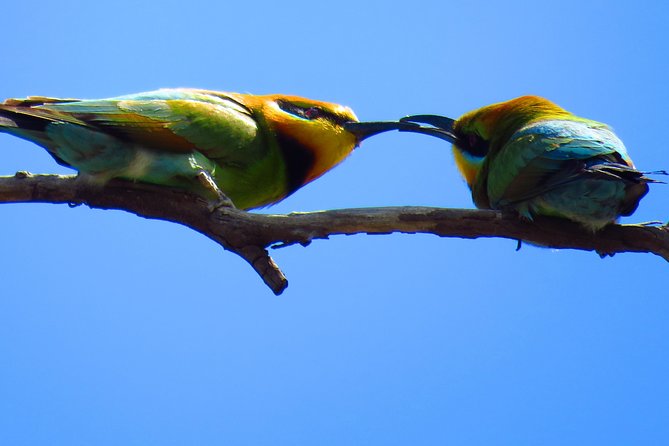 Cohuna Lagoon 3 Hour Kayak Eco Tour - What to Expect on Tour