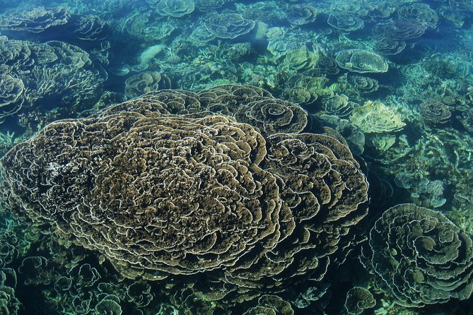 Coral Bay 1-Hour Coral Viewing - Tour Highlights and Features