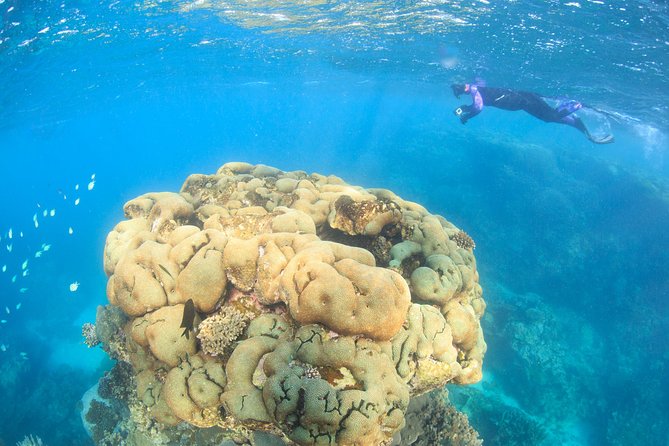 Coral Bay 2-Hour Coral Viewing and Snorkeling