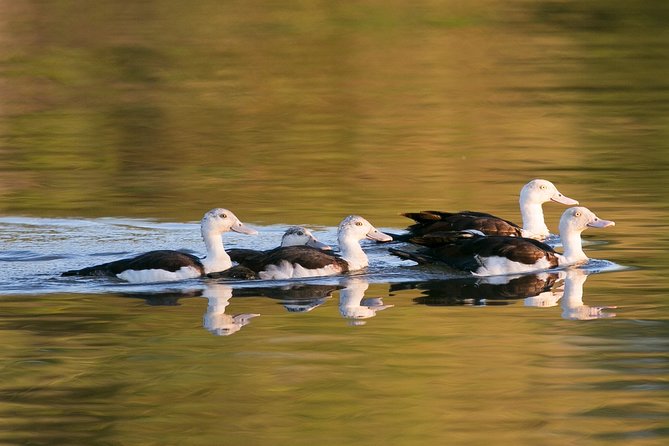 Corroboree Billabong Wetland Cruises – 1.5 Hour Morning Cruise