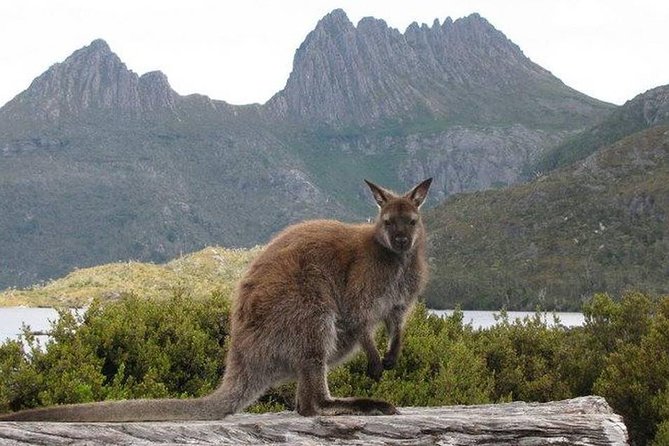 Cradle Mountain Guided Walk With Gourmet Hamper