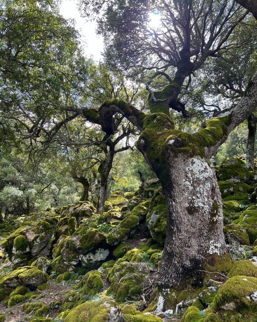 Crete: Sarakina Gorge, Forests, and South Coast Safari - Tour Details