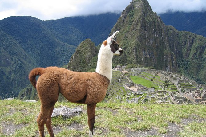 Cusco Small-Group Full-Day Machu Picchu Tour