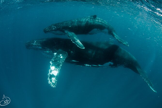 Deluxe Mega Fauna Humpback or Whaleshark Swim Ningaloo Reef