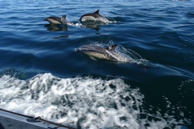 Depart Saint Raphaël: Meet the Dolphins