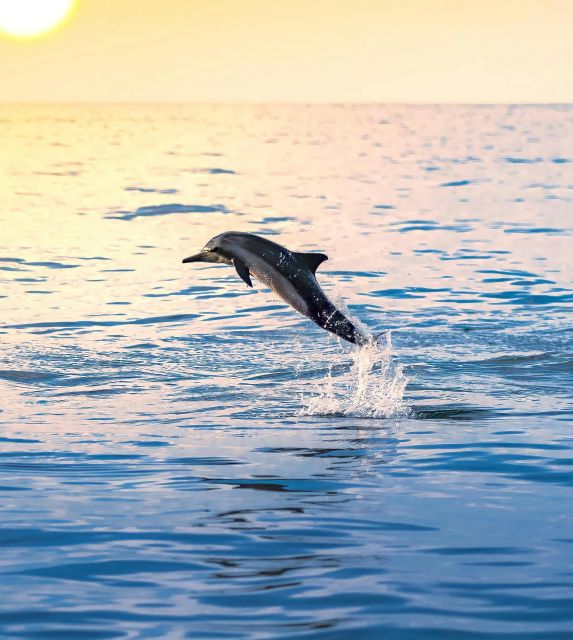 Dolphin & Whale Watching With Luxury Yacht