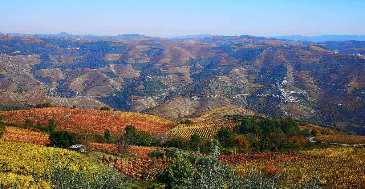 DouroValley Sunset,Live Show,Fine Chef Dining,Wine Tastings - Wine Tasting in Douro Valley