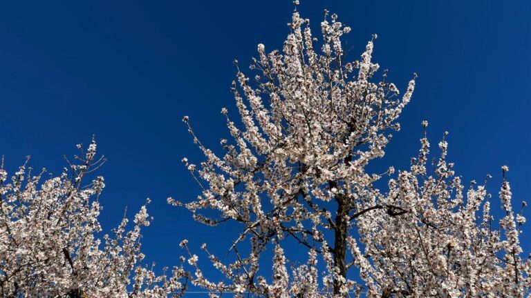 Embrace the Enchantment of Mallorcas Almond Blossom Season