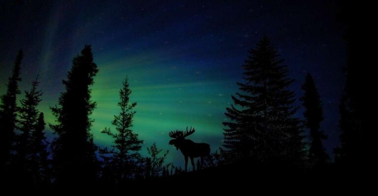 Fairbanks: Northern Lights and Chena Hot Springs Tour