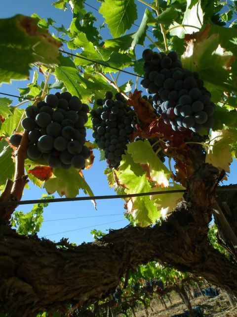 Falset: Guided Wine Tour to the Priorat by a Local - Tour Details