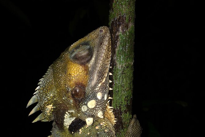 Family Night Walking Tour at Tropical Rainforest in Daintree