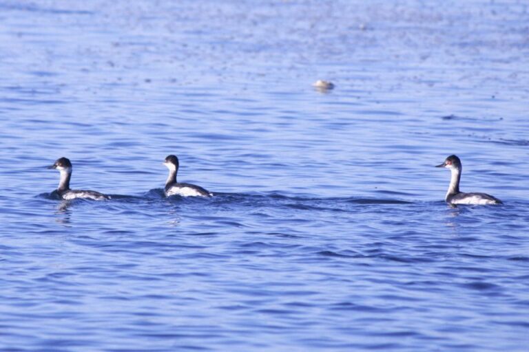 Faro: Real Pudding Boat Tours 6h Ria Formosa Boat Tour