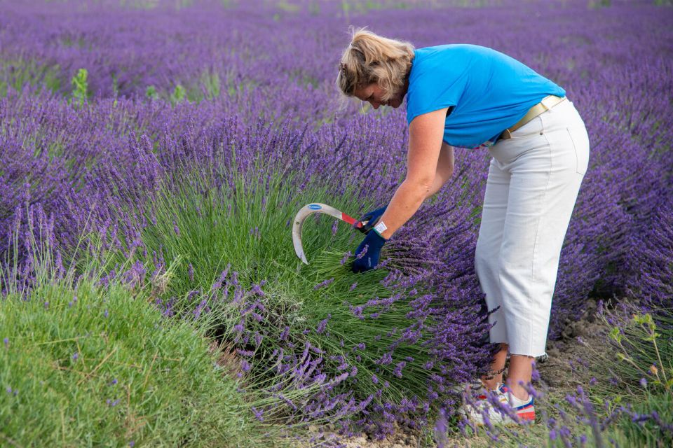 Flowers Picking and Essential Oil Distillation Workshop - Workshop Overview and Pricing