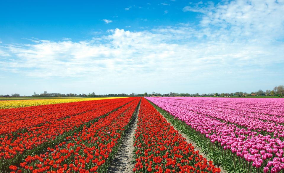 From Amsterdam: Tulip Fields of Holland Tour - Tour Details