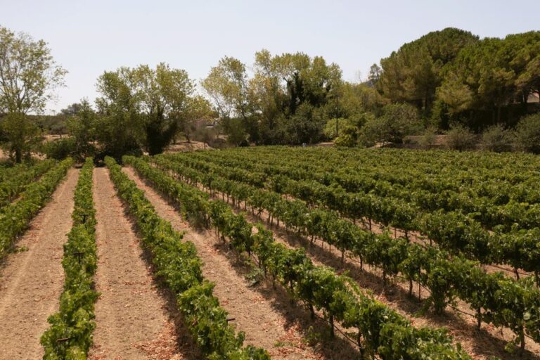 From Argostoli: Private Wine Tasting & Vineyard Tour