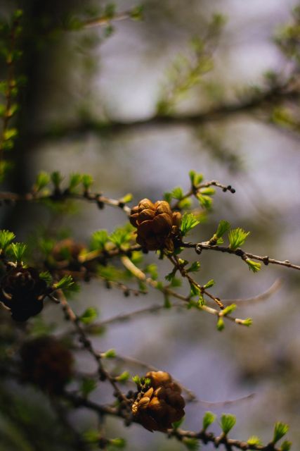 From Banff or Lake Louise: Moraine Lake & Larch Valley Hike