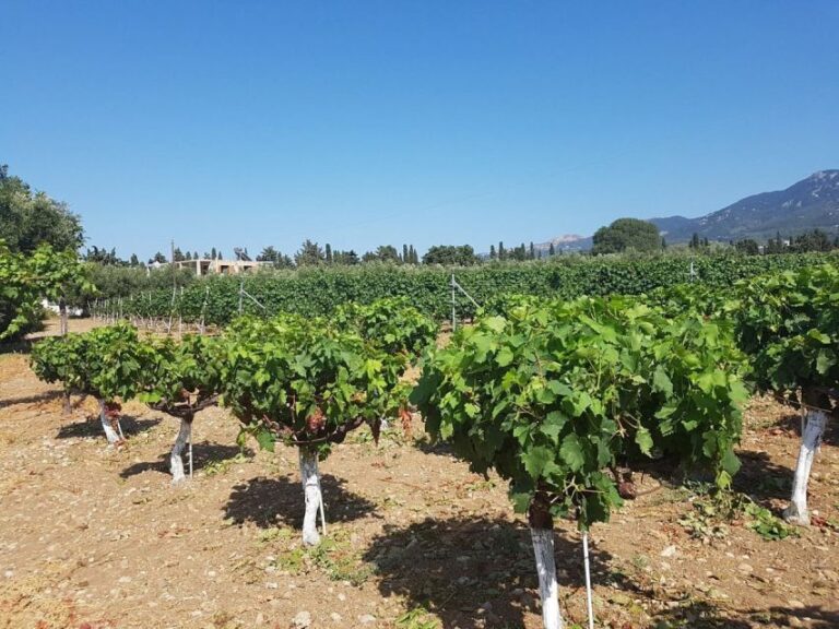 From Kos: Tour of 2 Wineries With Wine Tasting & Small Bites