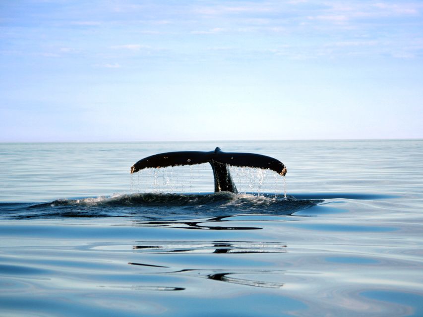 From Quebec City: Whale Watching Excursion Full-Day Trip - Trip Details