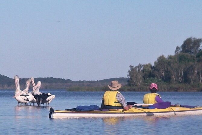 Full-Day Guided Noosa Everglades Kayak Tour - Noosa Everglades Adventure Awaits