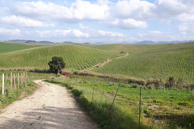 Full-Day Wine Tour in Western Sicily - Tour Pricing Details