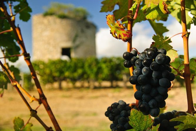 Getaway in the Vineyards of the Médoc in a Vintage Car