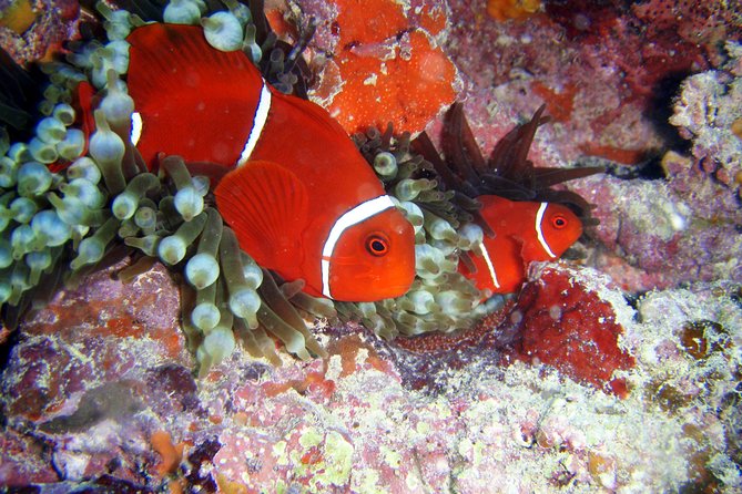 Great Barrier Reef Dive and Snorkel Cruise From Mission Beach