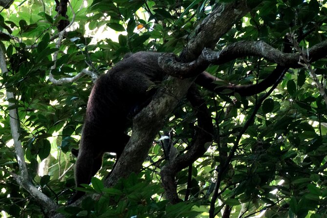 Guided Night Walk in Cape Tribulation