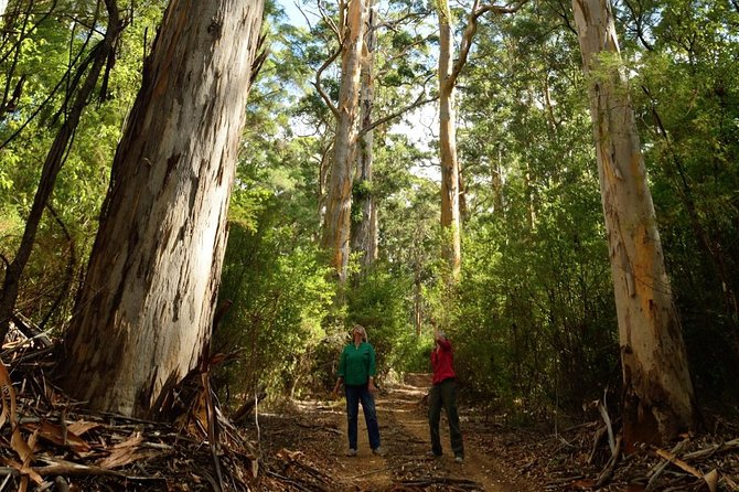 Half-Day Pemberton National Parks Beach and Forest Eco Adventure - Explore Pembertons National Parks