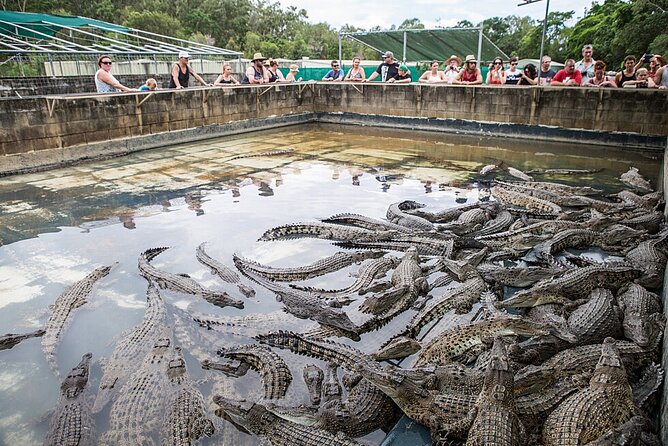 Hartleys Crocodile Adventures Day Trip From Palm Cove