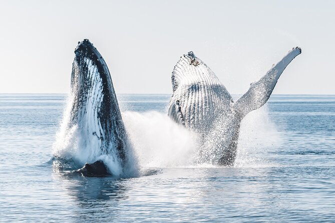 Hervey Bay: Half Day Whale Watching & Island Stop Tour