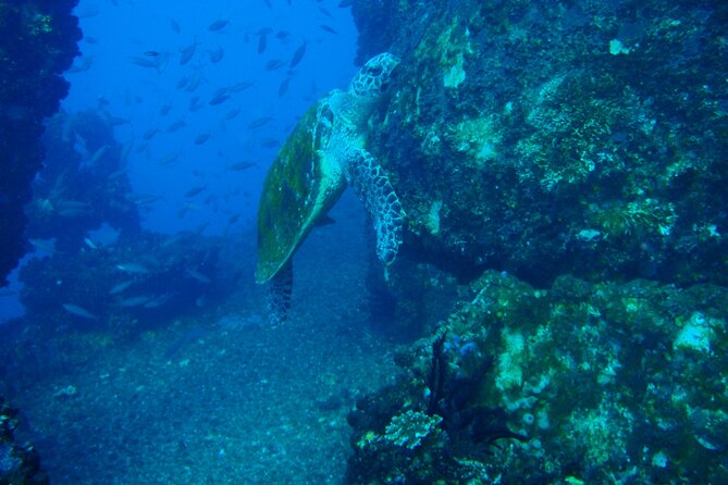 HMAS Brisbane Double Dive - Diving the HMAS Brisbane Wreck